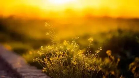 S15賽季戰(zhàn)隊(duì)首發(fā)陣容：EDG、RNG、TES等隊(duì)陣容一覽